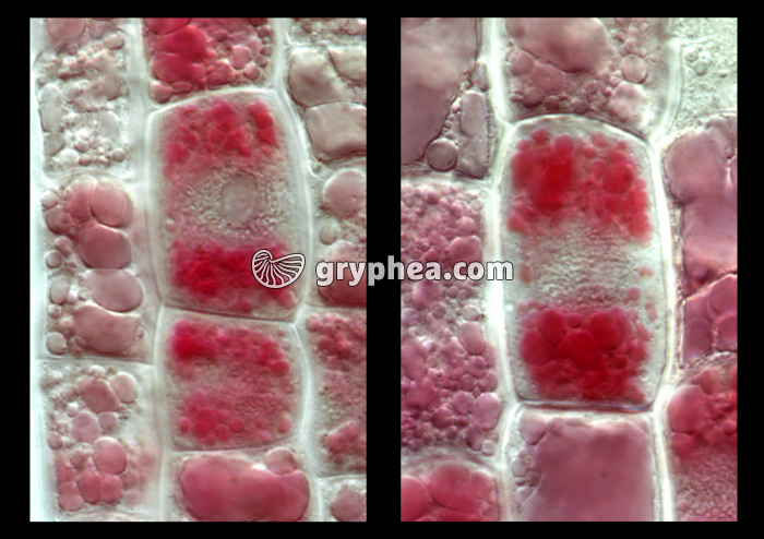 Racine de Blé - Elongation et différenciation des cellules racinaires - stades 1 et 2 - coloration au Rouge neutre x200 - gryphea.com